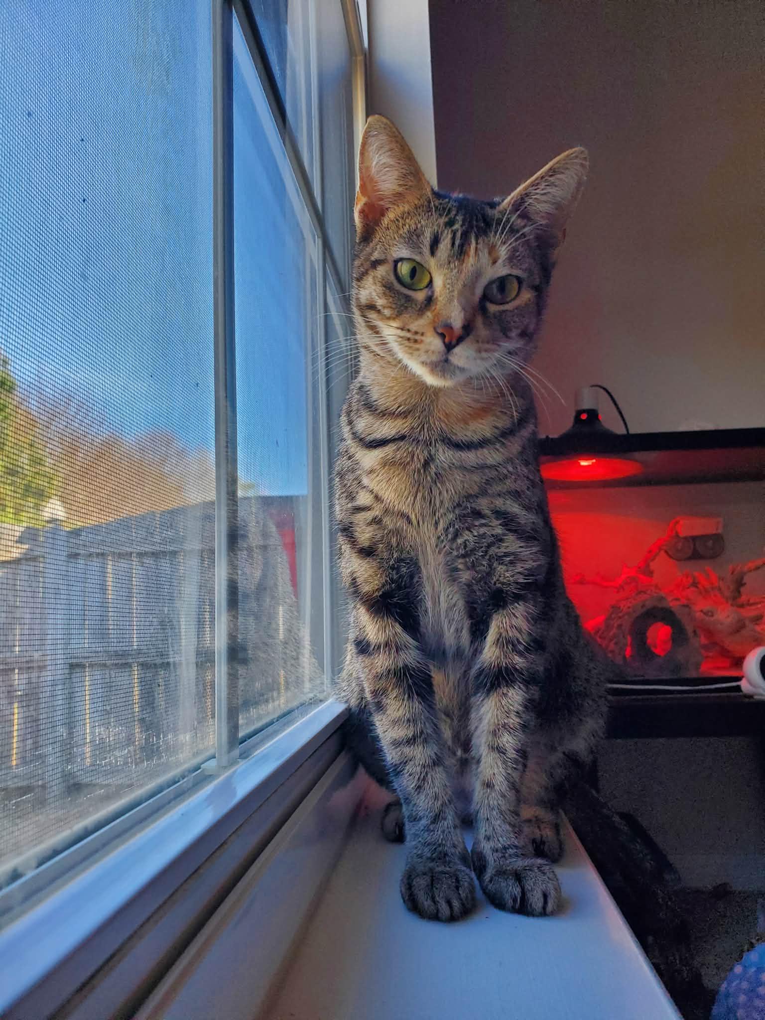 Persimmon, a Adoptable Tabby in Charlotte, NC image 4/6