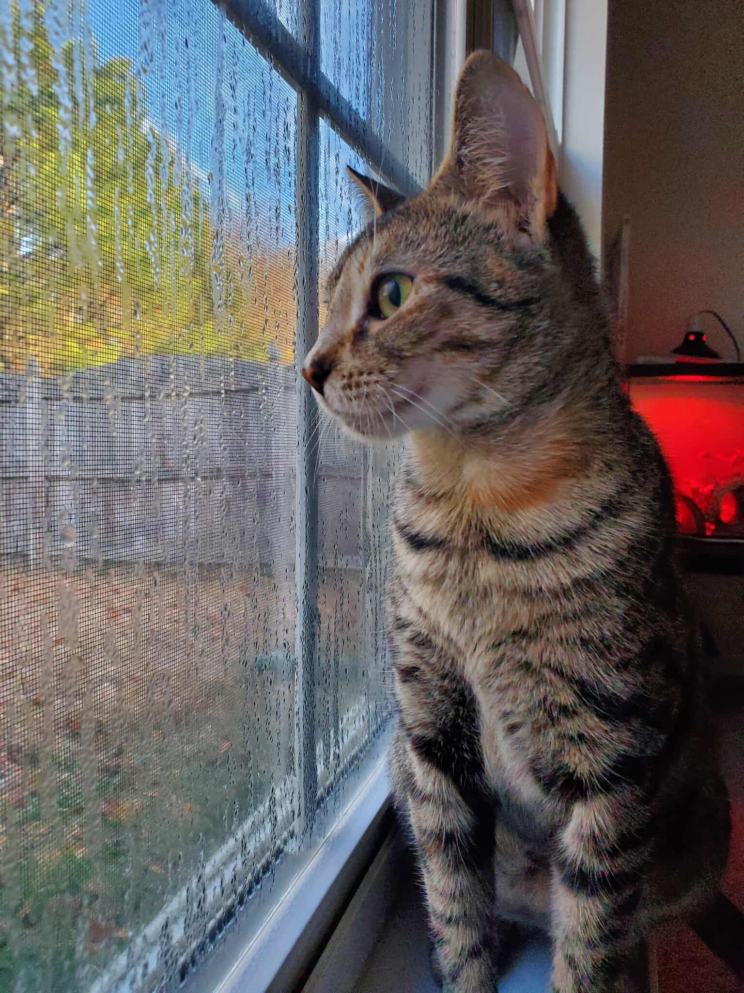 Persimmon, a Adoptable Tabby in Charlotte, NC image 3/5