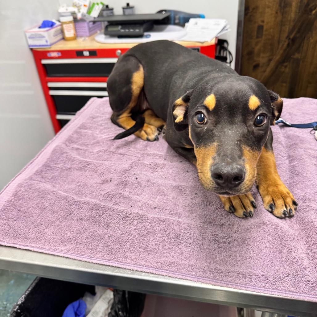 Mamia, Adoptable, Puppy Female Doberman Pinscher.