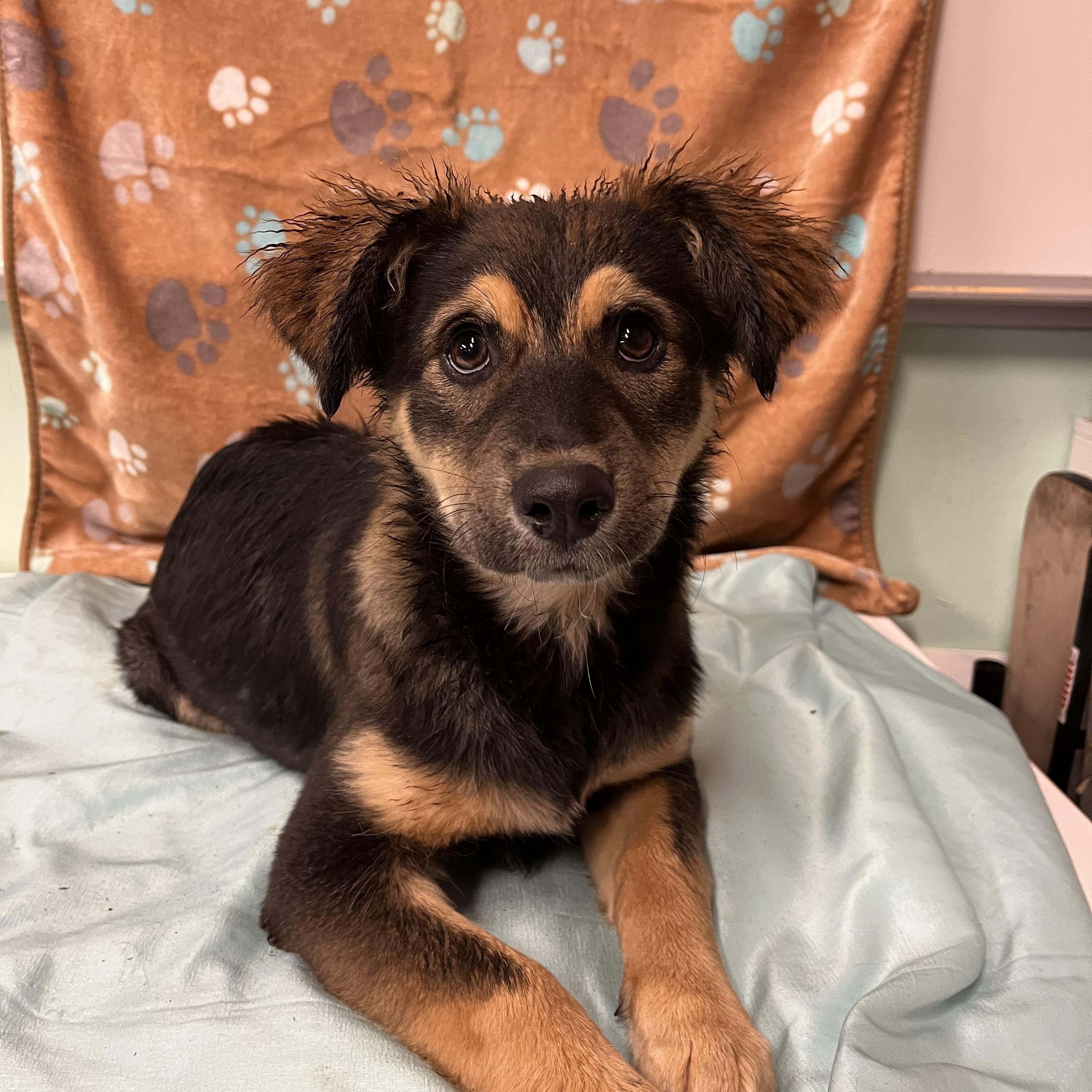 Poppi, a Adopted mixed breed in Snoqualmie, WA image 3/4