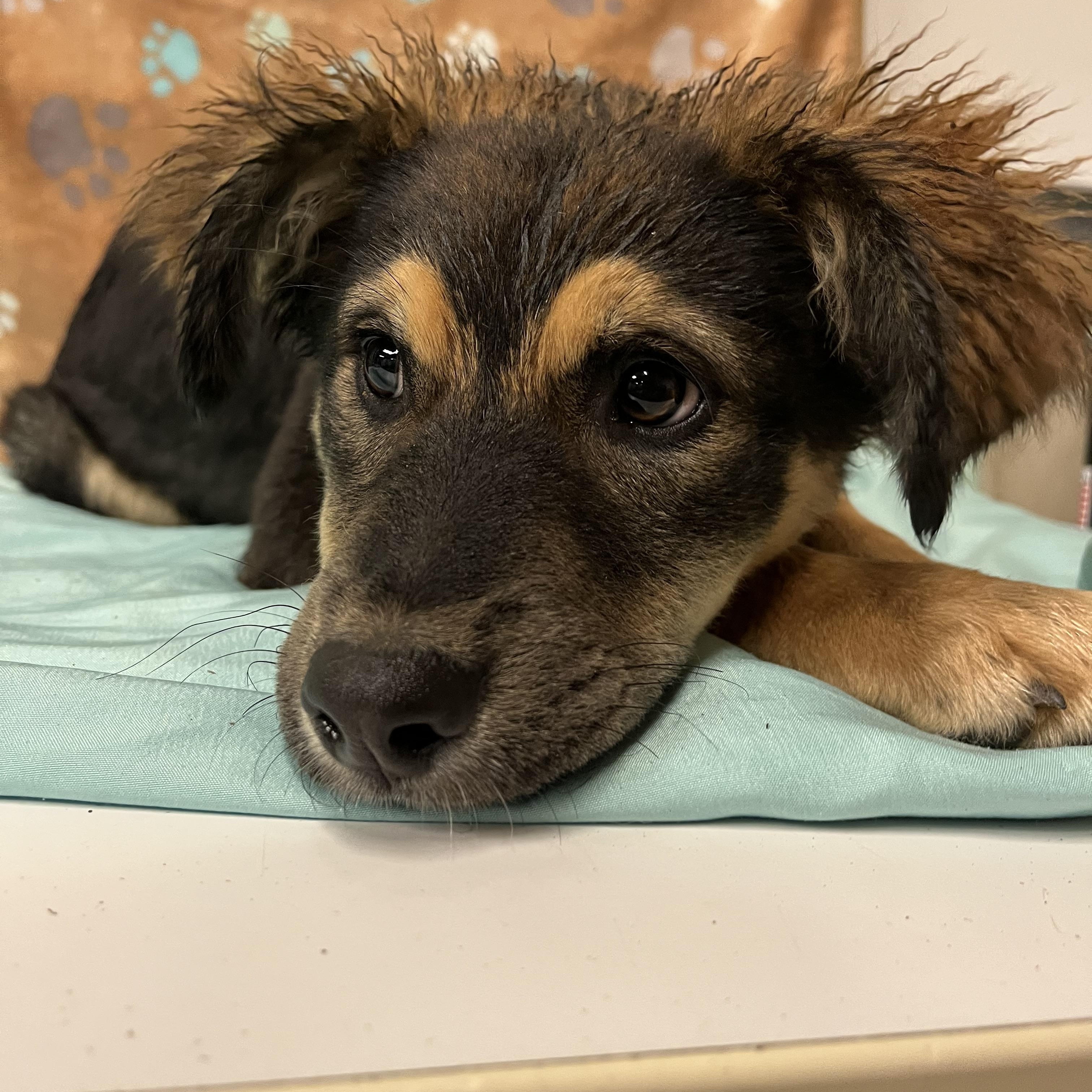 Poppi, Adopted, Puppy Female Australian Shepherd & German Shepherd Dog.