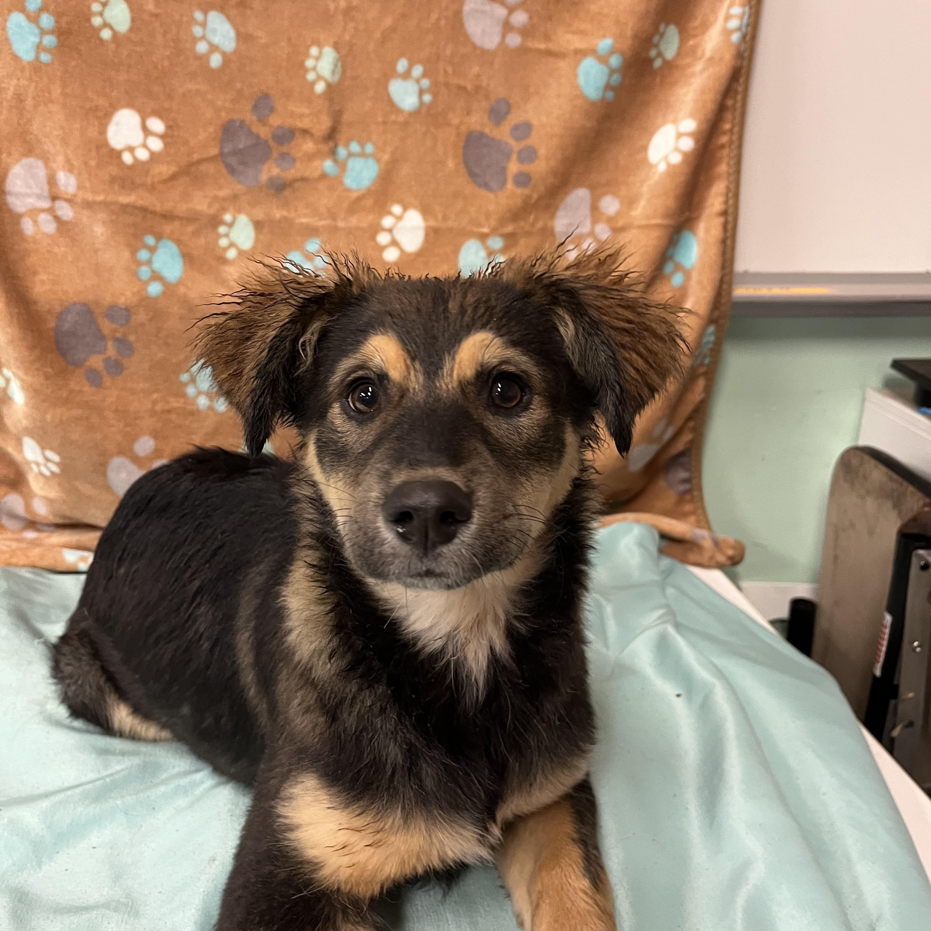 Poppi, a Adopted mixed breed in Snoqualmie, WA image 2/4