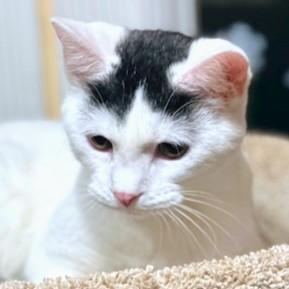 STUNNING SAMBUCA, a Adoptable mixed breed in New York, NY image 6/6