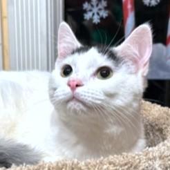 STUNNING SAMBUCA, a Adoptable mixed breed in New York, NY image 4/6