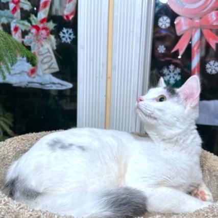 STUNNING SAMBUCA, a Adoptable mixed breed in New York, NY image 3/6