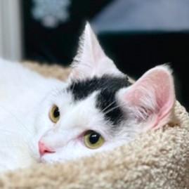 STUNNING SAMBUCA, Adoptable, Young Male Turkish Angora & Turkish Van.