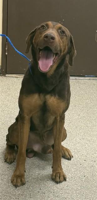 Enlarge STRETCH, a Adoptable mixed breed in Lodi, CA image 1/1