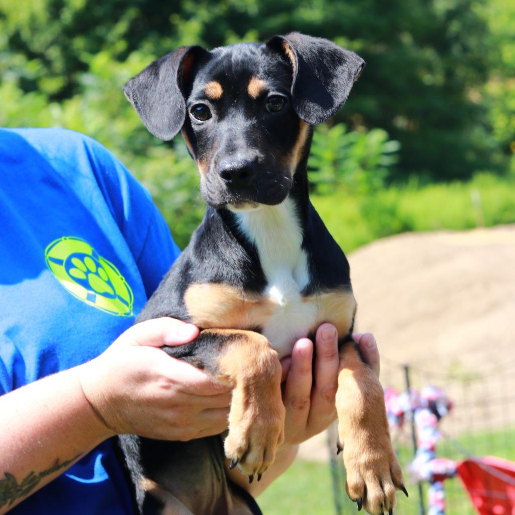 CT Yumi avail Aug 15 (Tractor Supply- Putnam, CT), Adoptable, Puppy Female Hound & Mixed Breed.