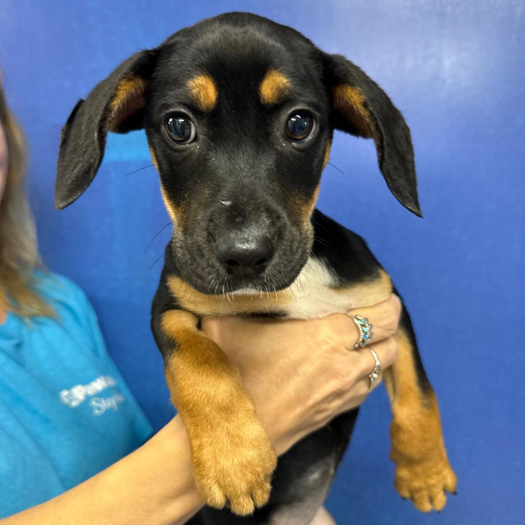 CT Yumi avail Aug 15 (Tractor Supply- Putnam, CT), a Adoptable mixed breed in Stormville, NY image 2/3