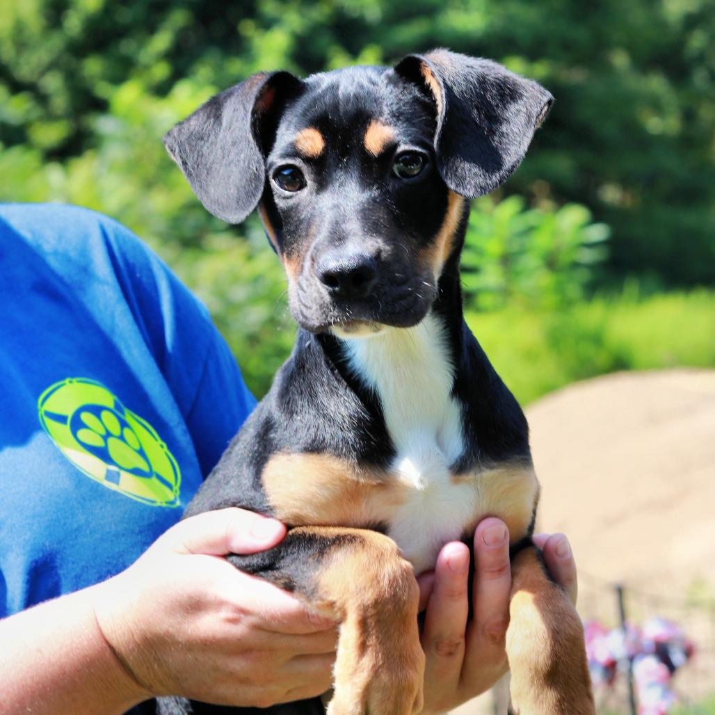 CT Yumi avail Aug 15 (Tractor Supply- Putnam, CT), a Adoptable mixed breed in Stormville, NY image 3/3