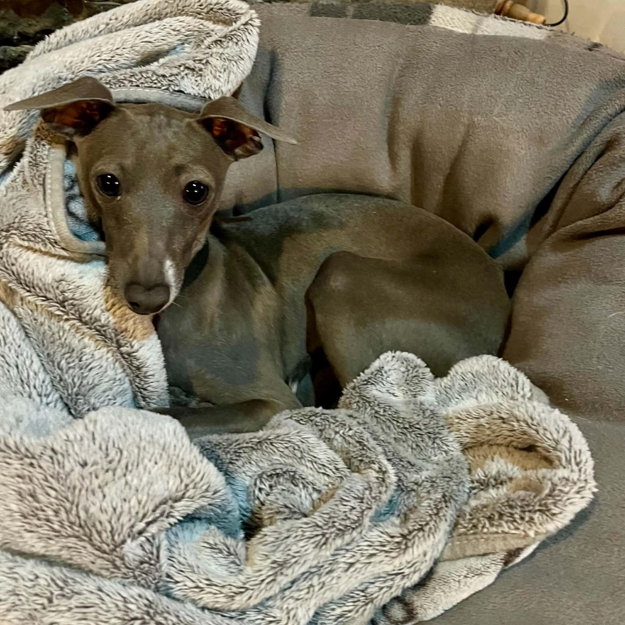 Enlarge Alfie, a Adoptable Italian Greyhound in Mount Airy, MD image 2/4