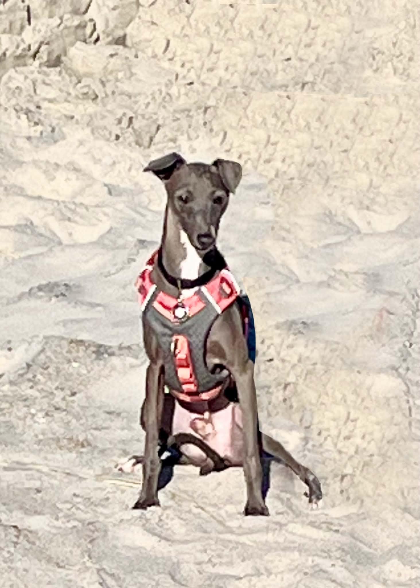 Enlarge Alfie, a Adoptable Italian Greyhound in Mount Airy, MD image 1/4