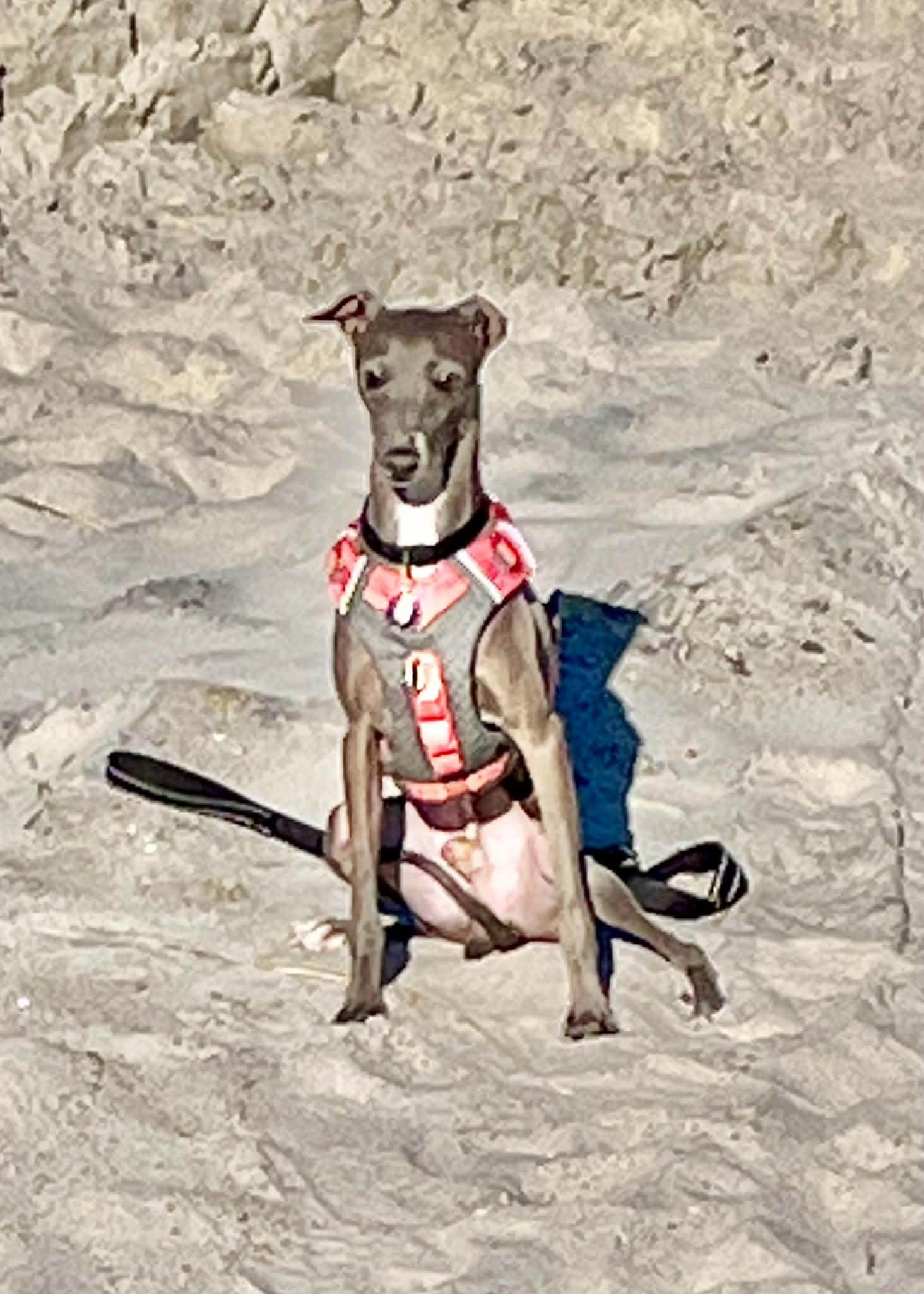Enlarge Alfie, a Adoptable Italian Greyhound in Mount Airy, MD image 4/4