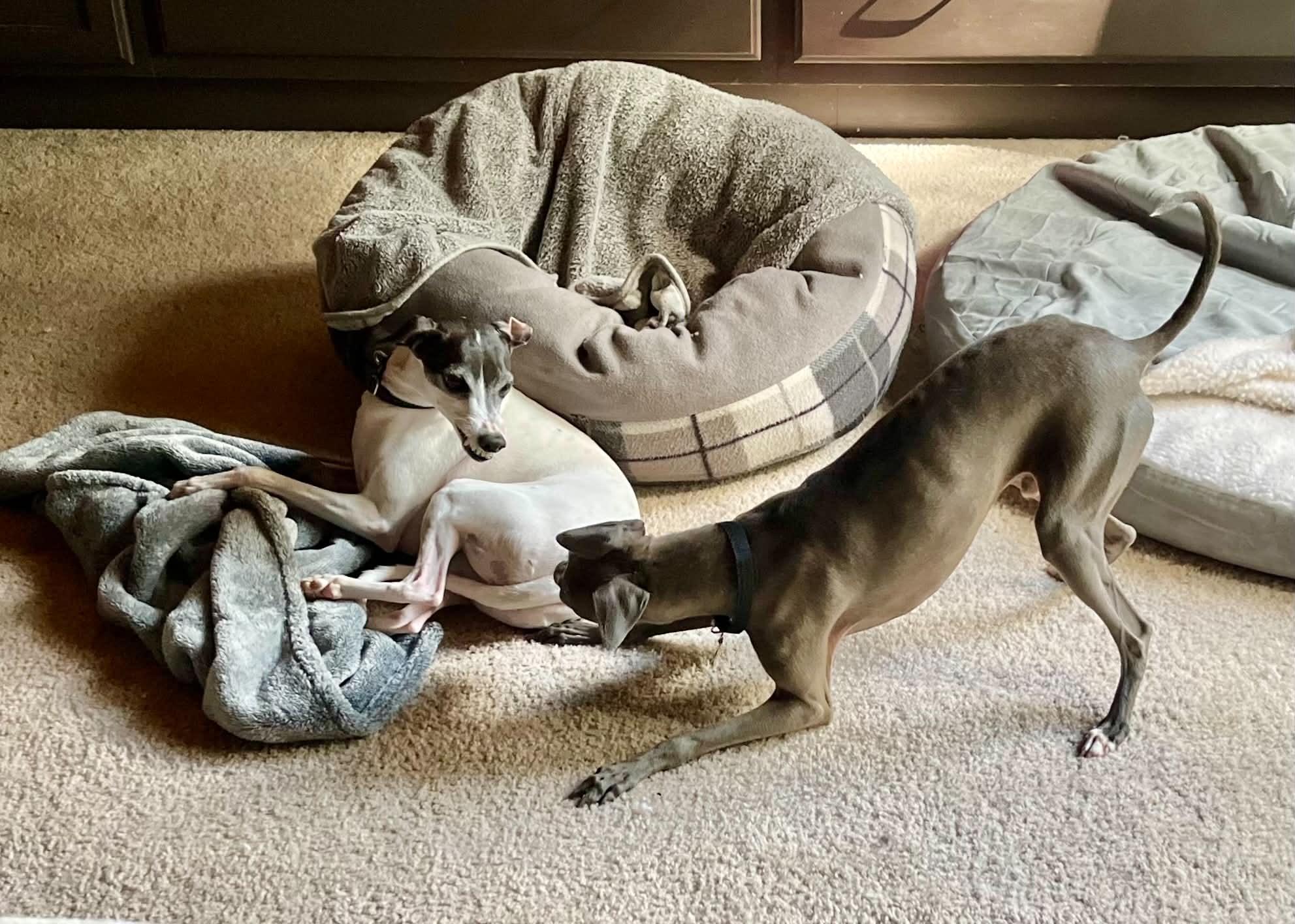 Enlarge Alfie, a Adoptable Italian Greyhound in Mount Airy, MD image 3/4
