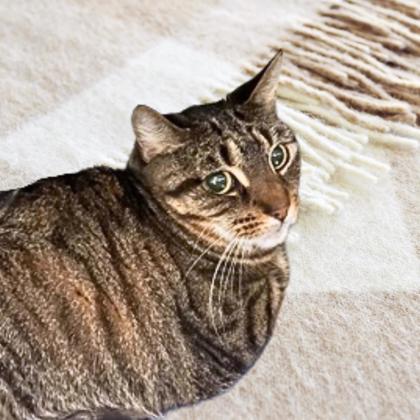 Enlarge Landia, a Adoptable mixed breed in Bartlesville, OK image 1/2