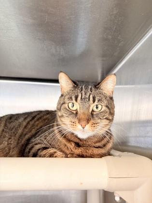 Enlarge Landia, a Adoptable mixed breed in Bartlesville, OK image 2/2