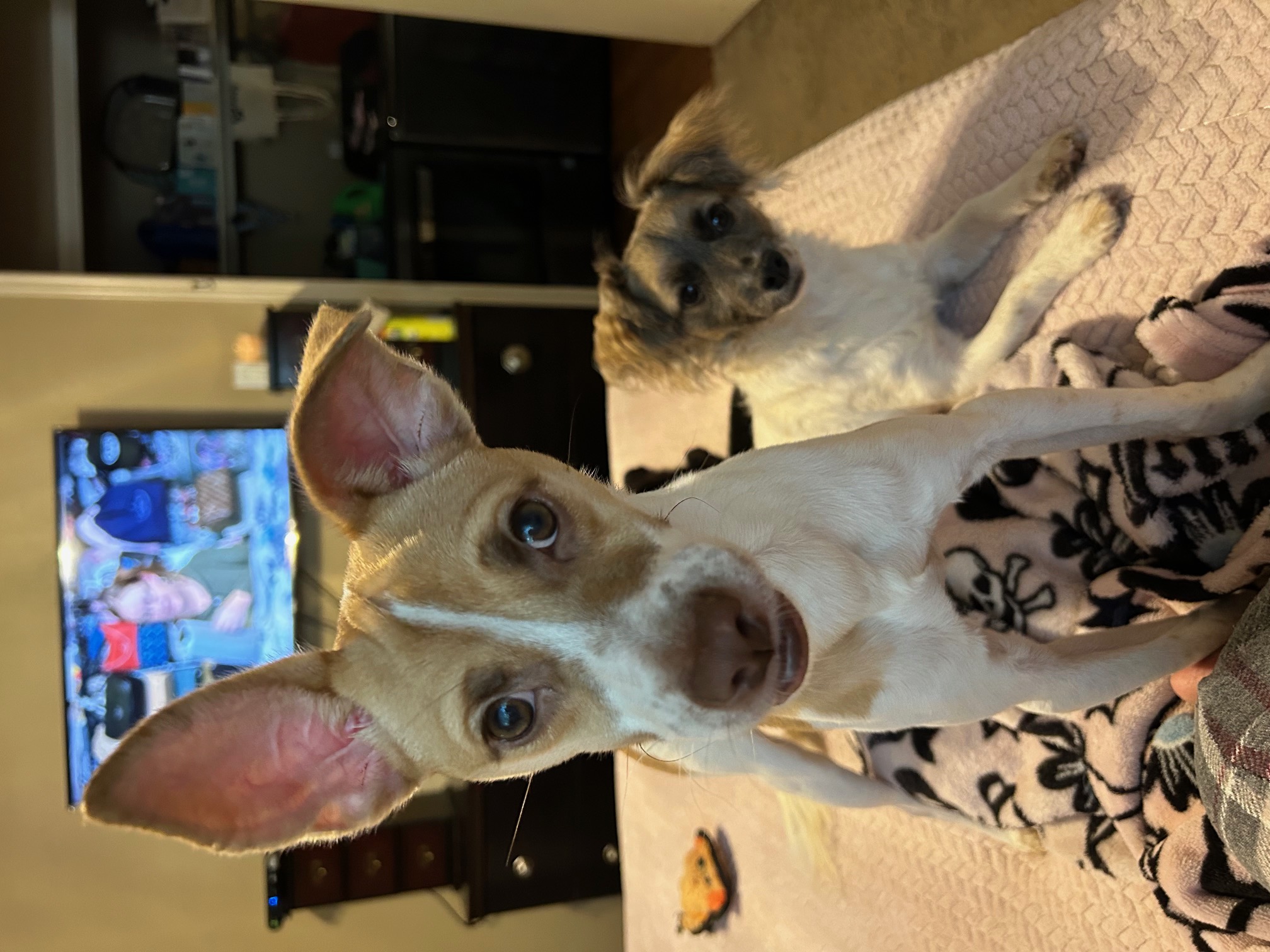 LEO (bonded with Little Larry) — thumbnail 2