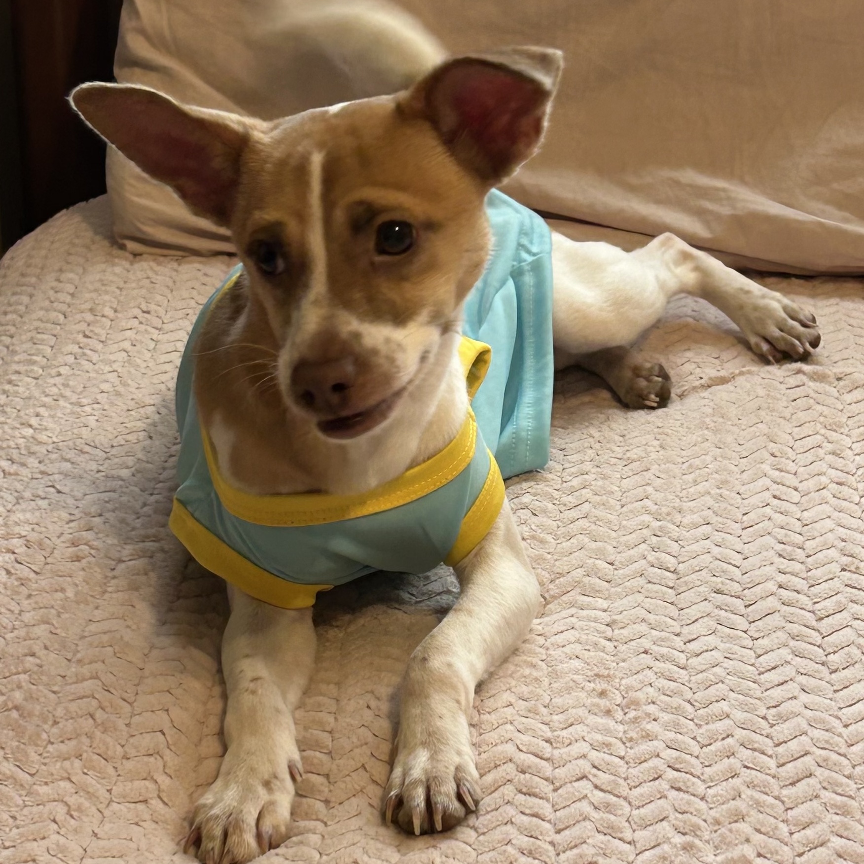 LEO (bonded with Little Larry) — thumbnail 3