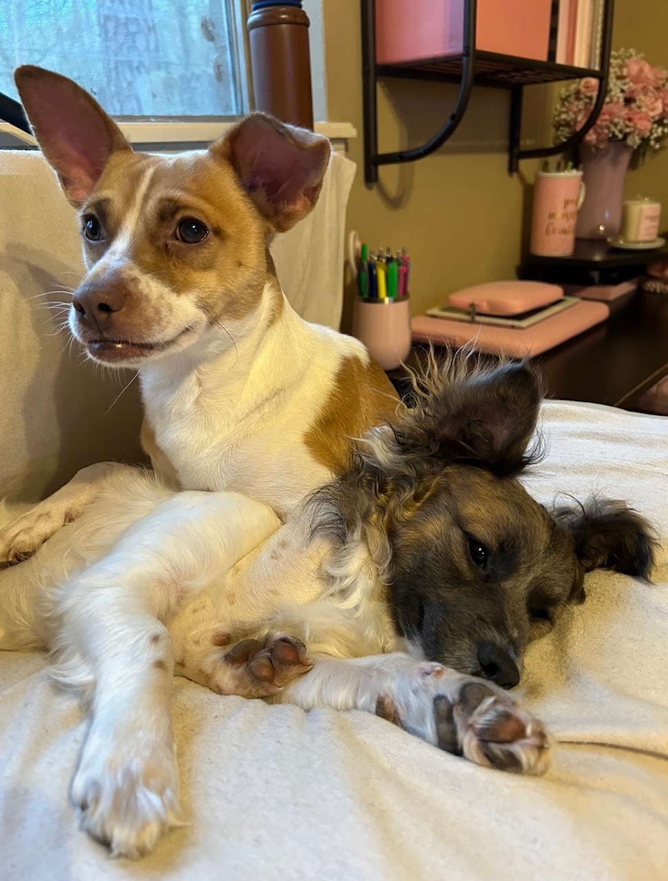 LEO (bonded with Little Larry) — thumbnail 5