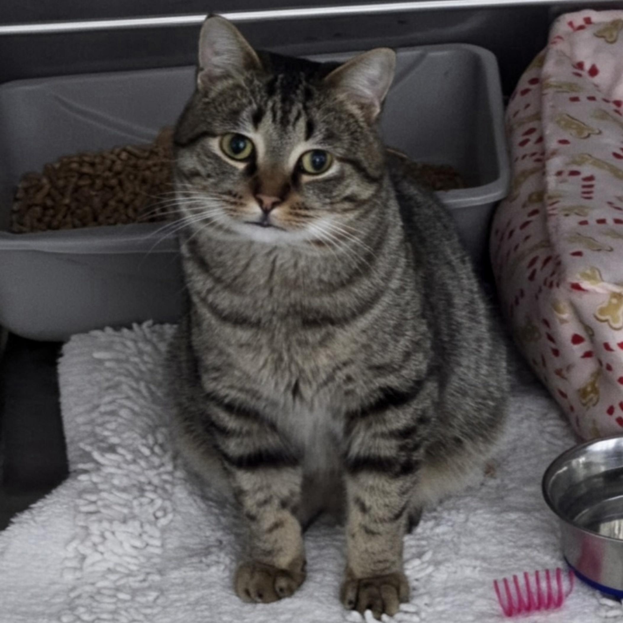 Enlarge Gus, an adopted Domestic Short Hair in Grand Rapids, MI image 6/6