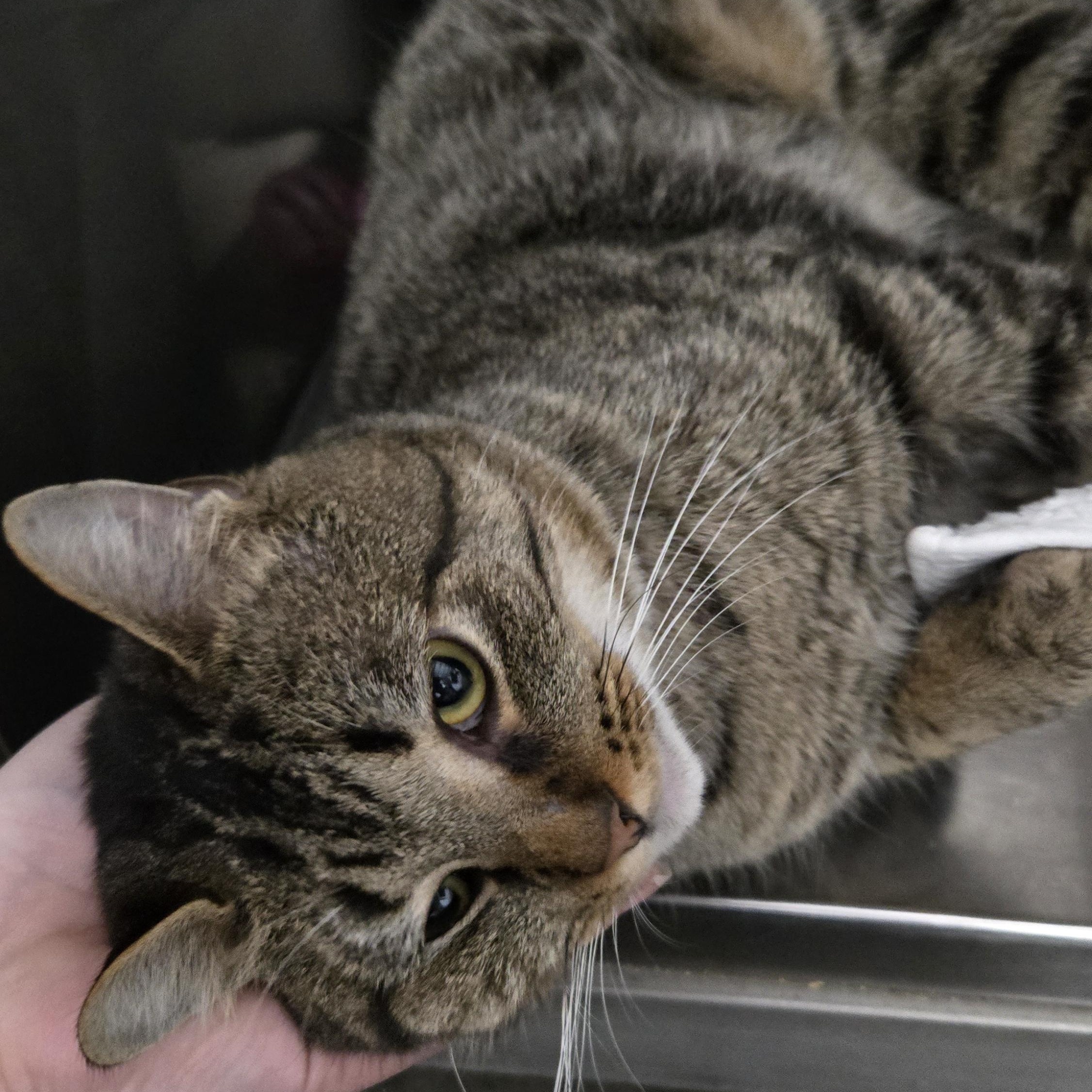 Enlarge Gus, an adopted Domestic Short Hair in Grand Rapids, MI image 5/6