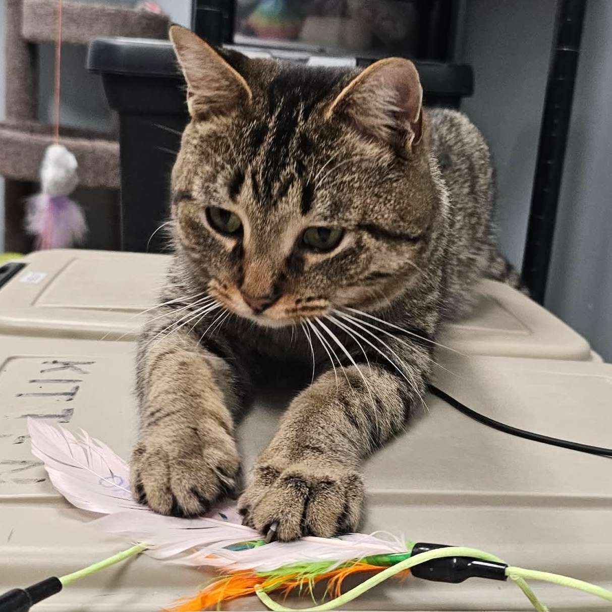 Enlarge Gus, an adopted Domestic Short Hair in Grand Rapids, MI image 3/6