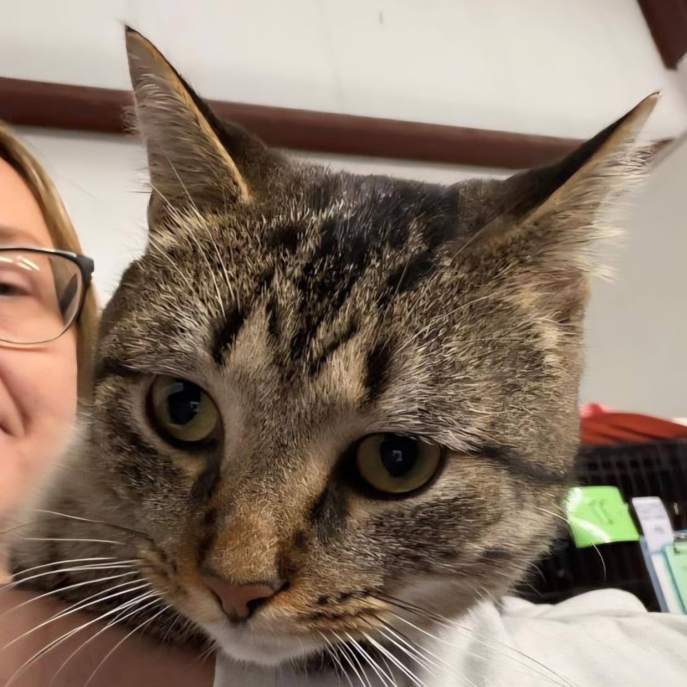 Enlarge Gus, an adopted Domestic Short Hair in Grand Rapids, MI image 4/6