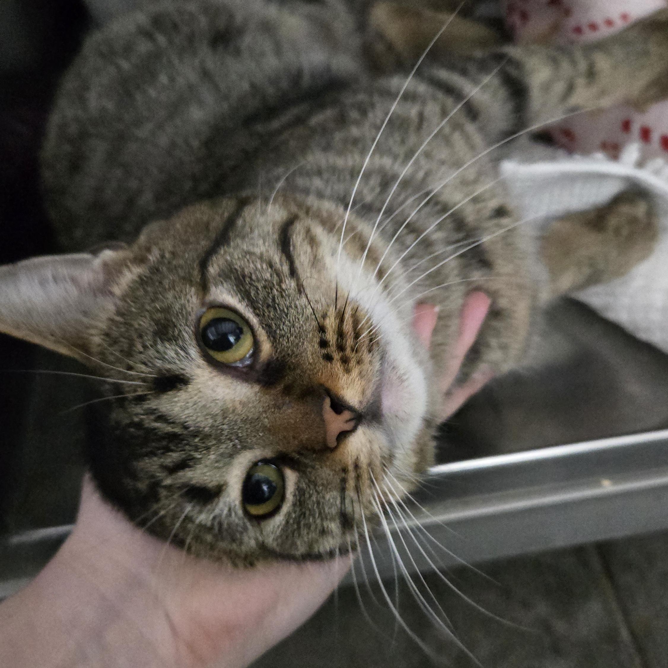 Enlarge Gus, an adopted Domestic Short Hair in Grand Rapids, MI image 2/6