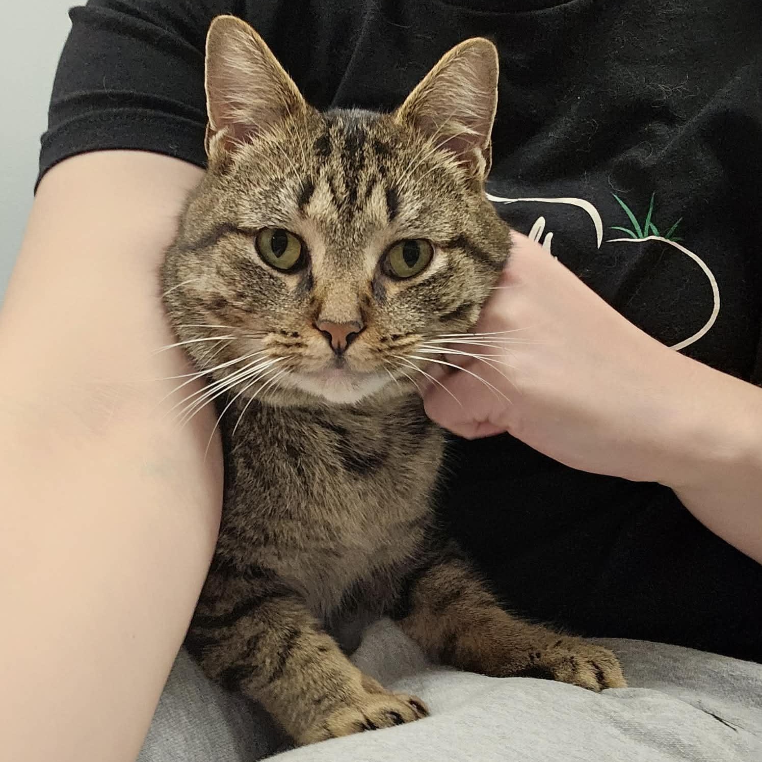 Enlarge Gus, an adopted Domestic Short Hair in Grand Rapids, MI image 1/6