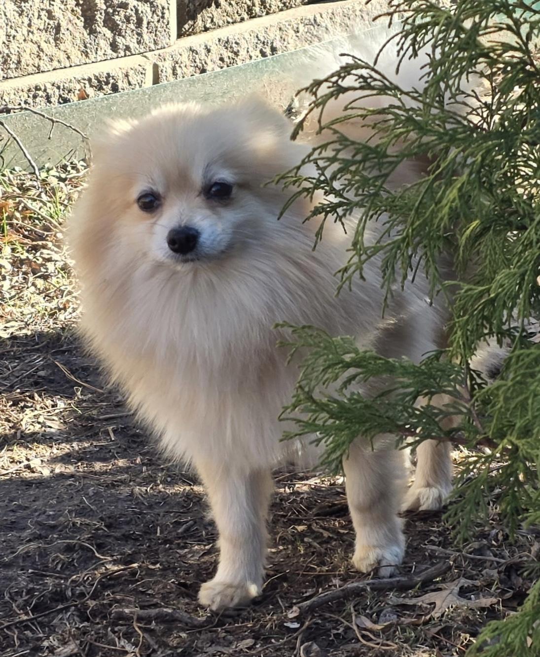 Enlarge Tommy, a ADOPTABLE Pomeranian in Overland Park, KS image 2/3