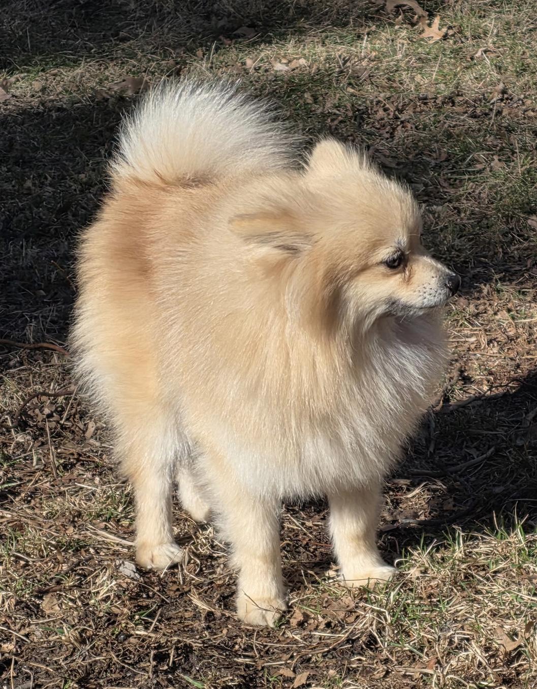 Enlarge Tommy, a ADOPTABLE Pomeranian in Overland Park, KS image 3/3
