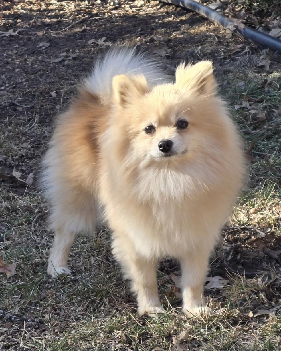 Enlarge Tommy, a ADOPTABLE Pomeranian in Overland Park, KS image 1/3