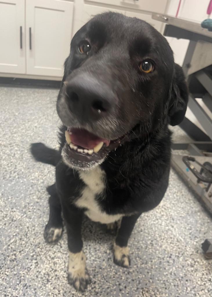 Enlarge Mutley Cru, a Adoptable mixed breed in Seven Points, TX image 1/1