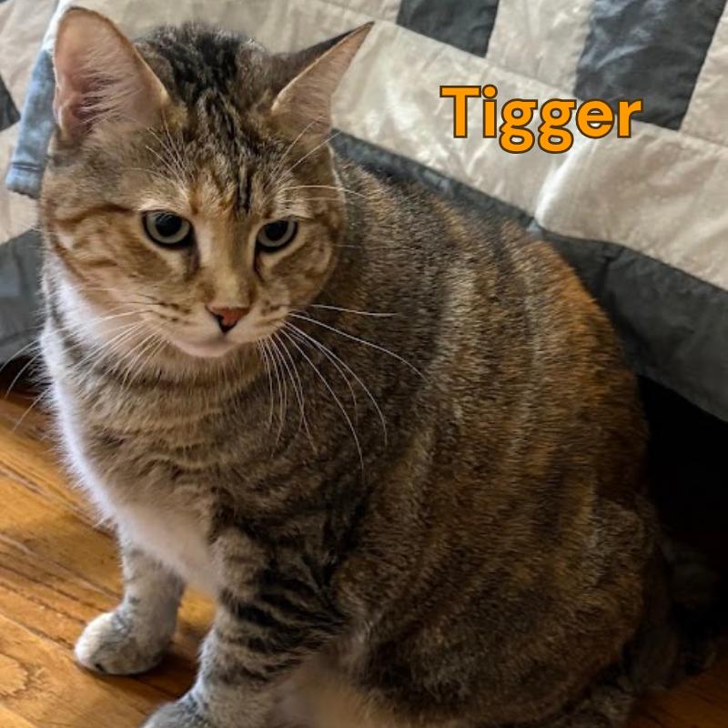 Tigger, Adoptable, Adult Female American Shorthair.