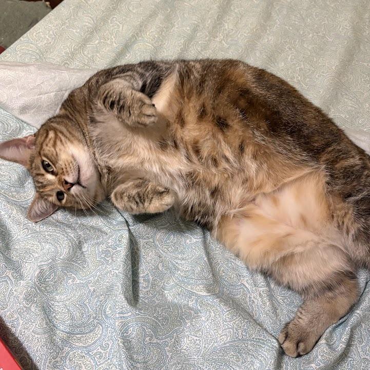 Enlarge Tigger, a Adoptable American Shorthair in Oak Ridge, TN image 2/3