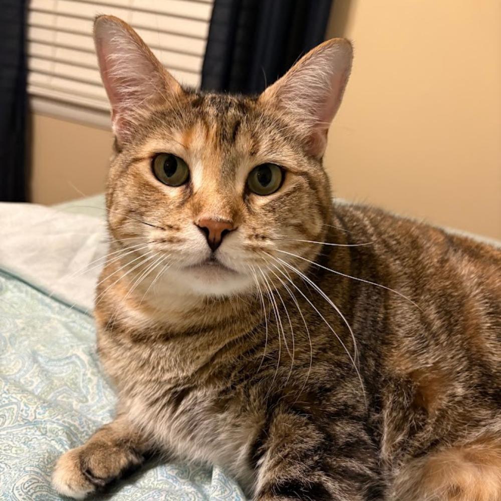 Enlarge Tigger, a Adoptable American Shorthair in Oak Ridge, TN image 3/3