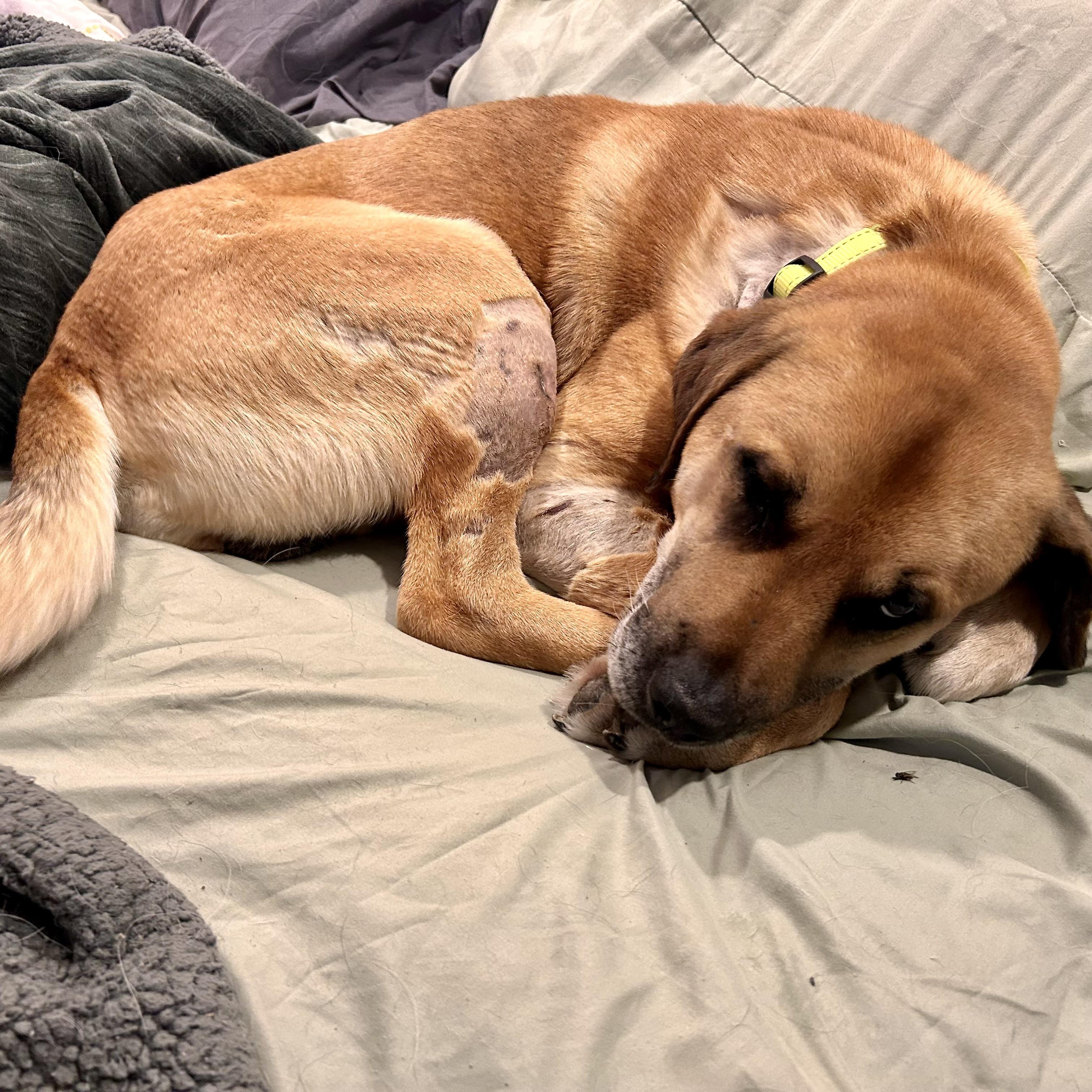 Ralph, Adoptable, Adult Male Labrador Retriever.