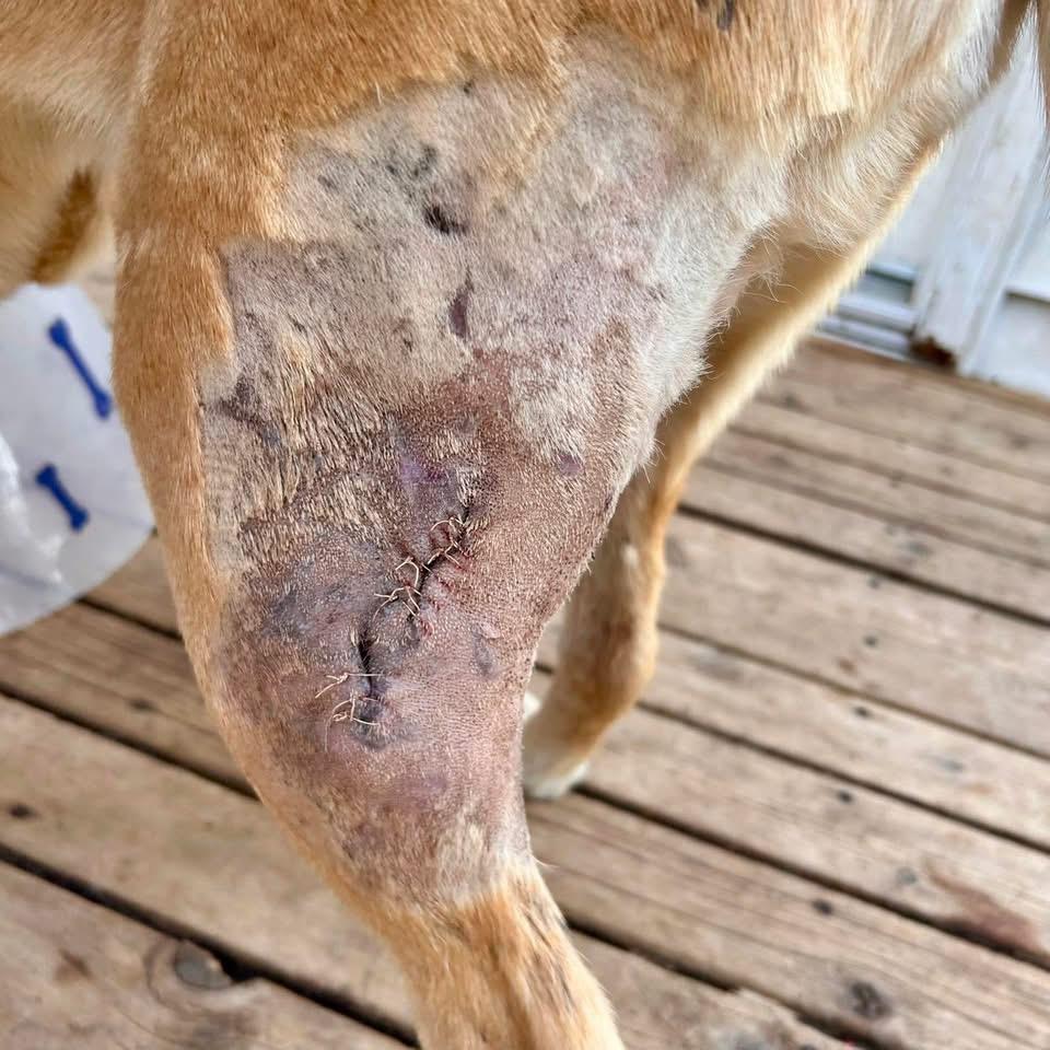 Enlarge Ralph, a Adoptable mixed breed in Edmonton, AB image 4/6