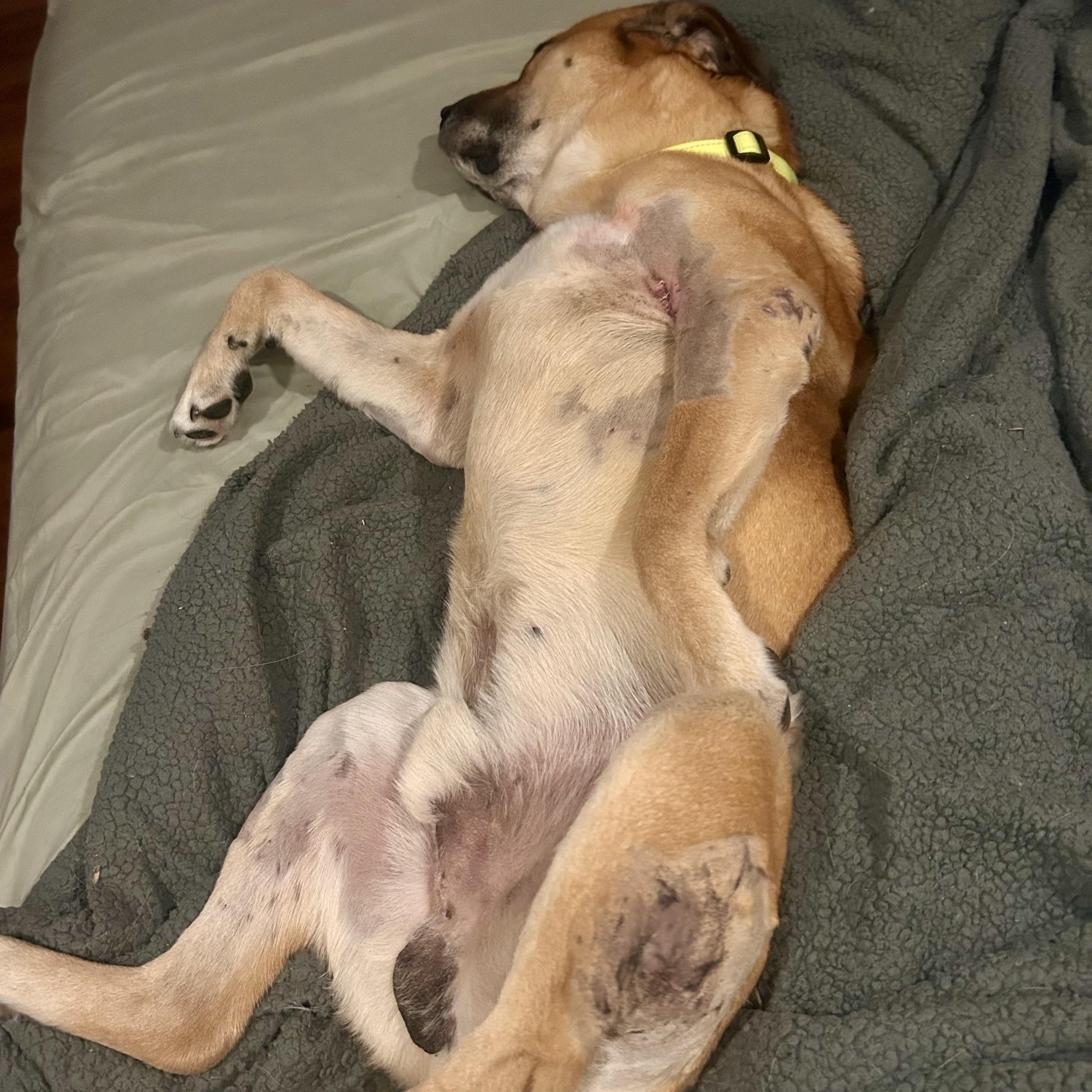 Enlarge Ralph, a Adoptable mixed breed in Edmonton, AB image 5/6