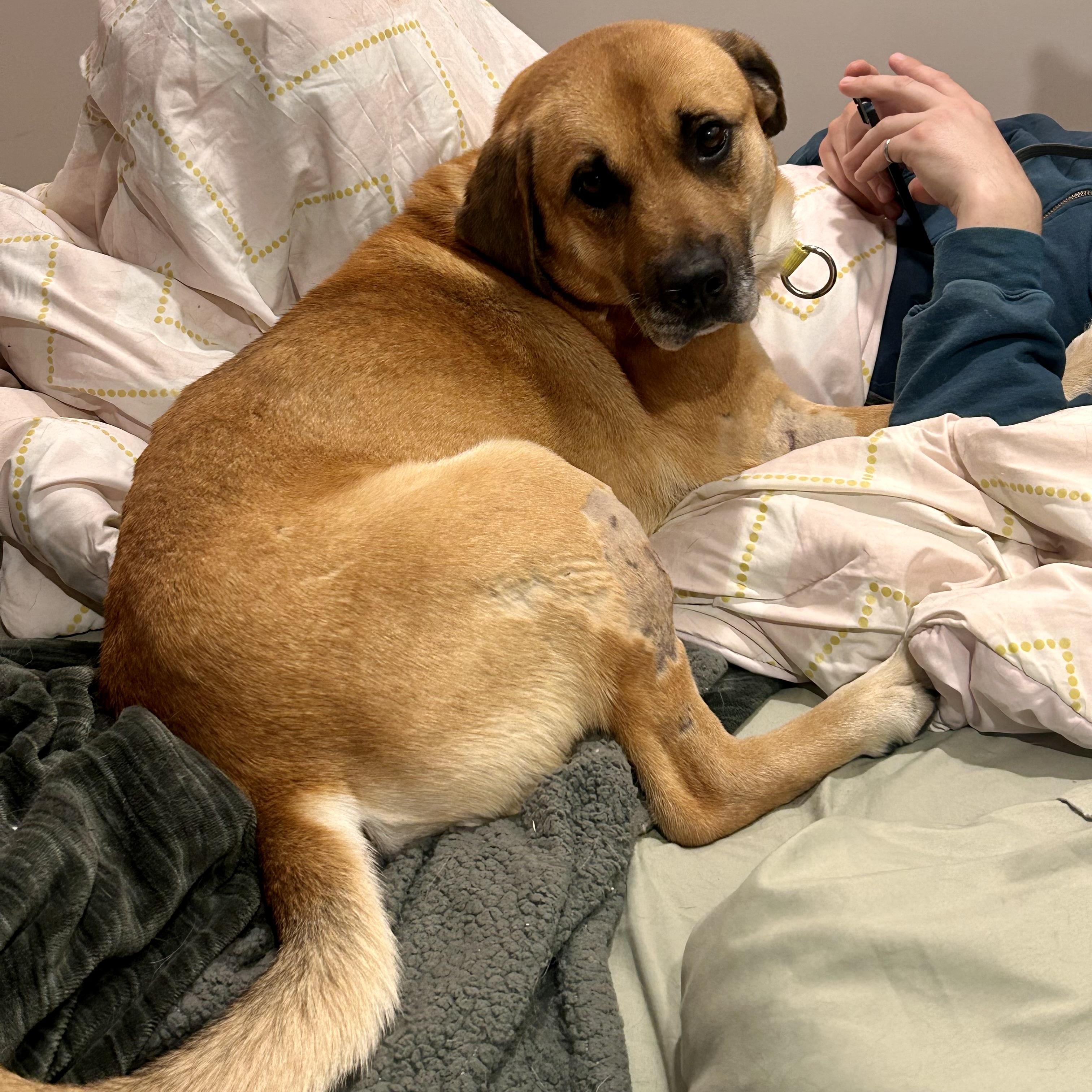 Enlarge Ralph, a Adoptable mixed breed in Edmonton, AB image 6/6