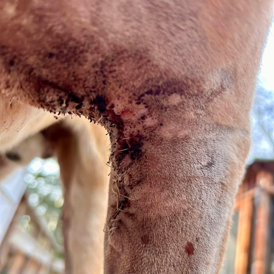 Enlarge Ralph, a Adoptable mixed breed in Edmonton, AB image 3/6