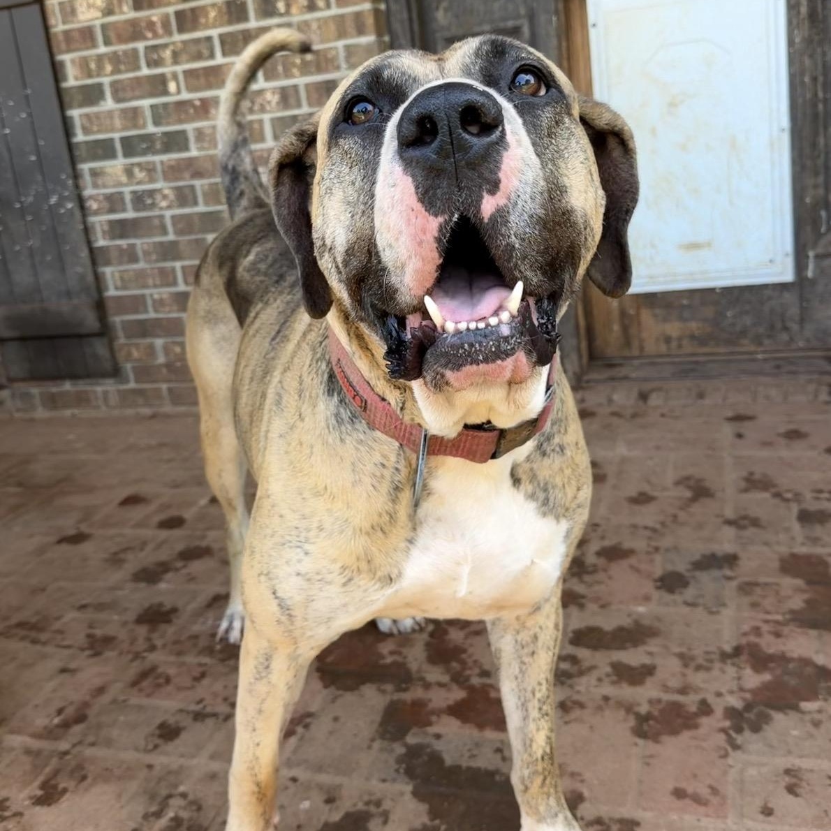 Zena, Adoptable, Adult Female Boerboel & Pit Bull Terrier.