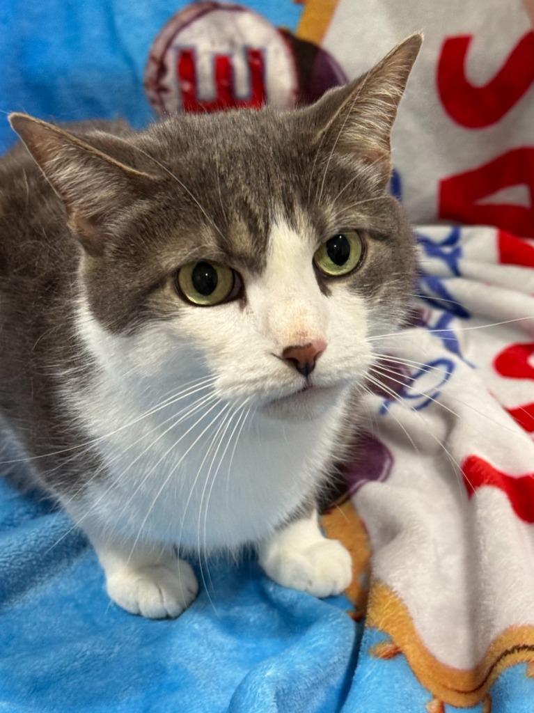 Milo, Adoptable, Senior Male Domestic Long Hair.