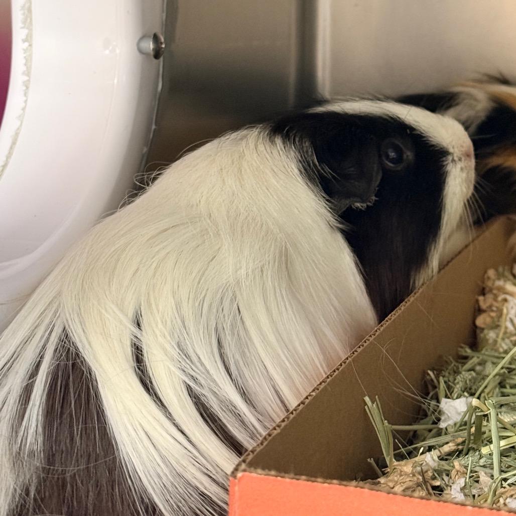 Cowgirl, Adoptable, Adult Female Guinea Pig.