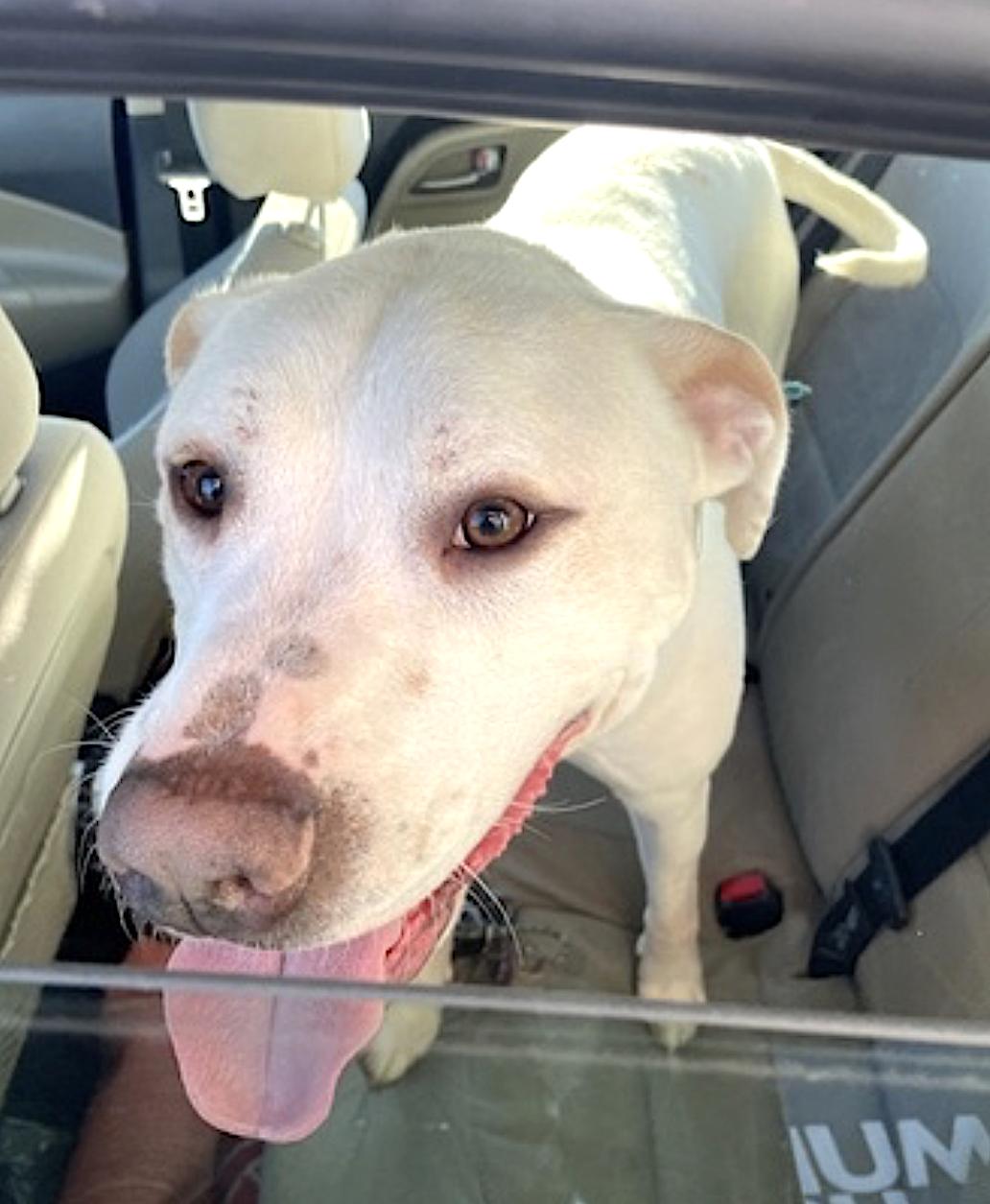 Enlarge Bucky, a Adopted mixed breed in Charlotte, NC image 3/6