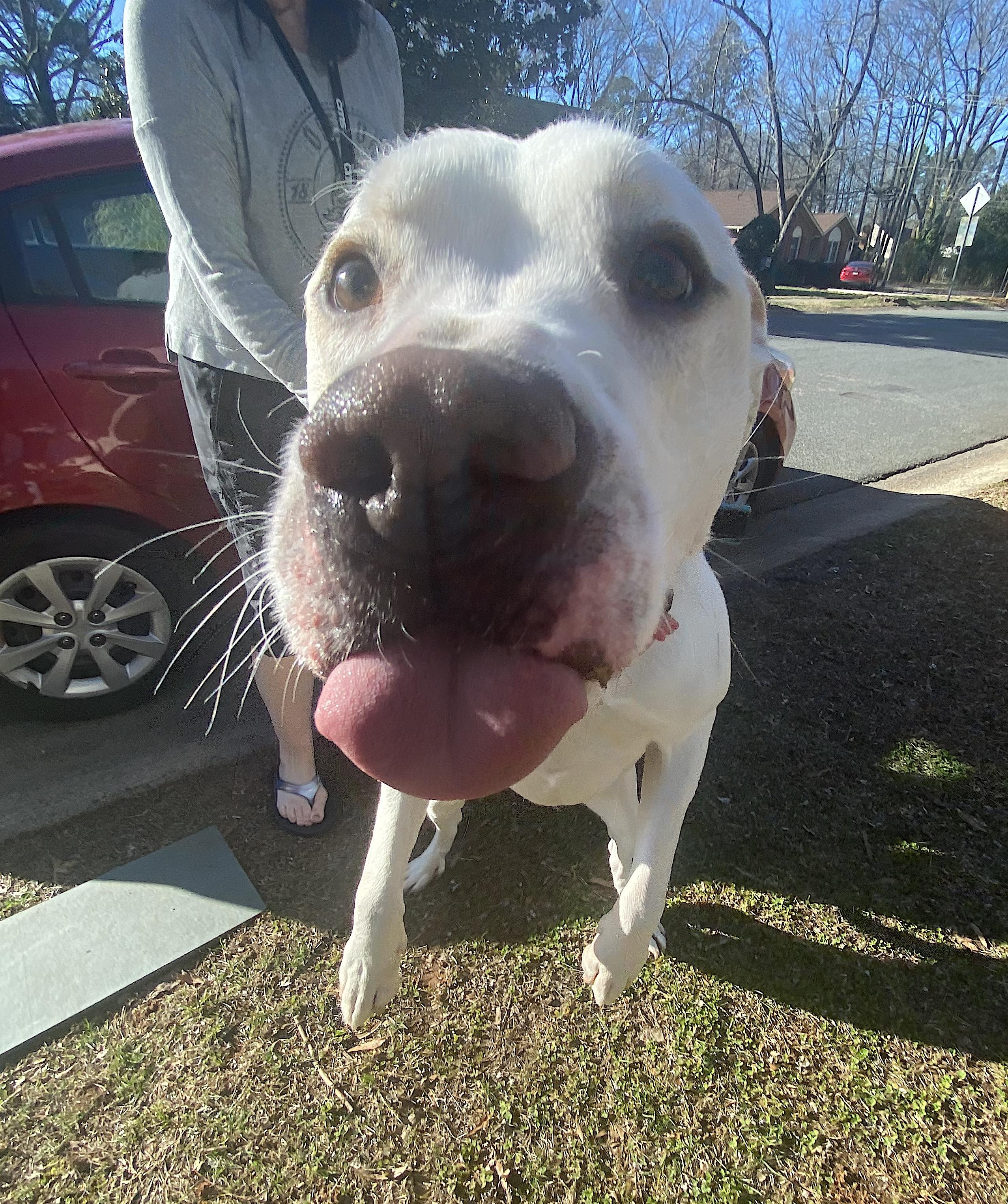 Enlarge Bucky, a Adopted mixed breed in Charlotte, NC image 4/6