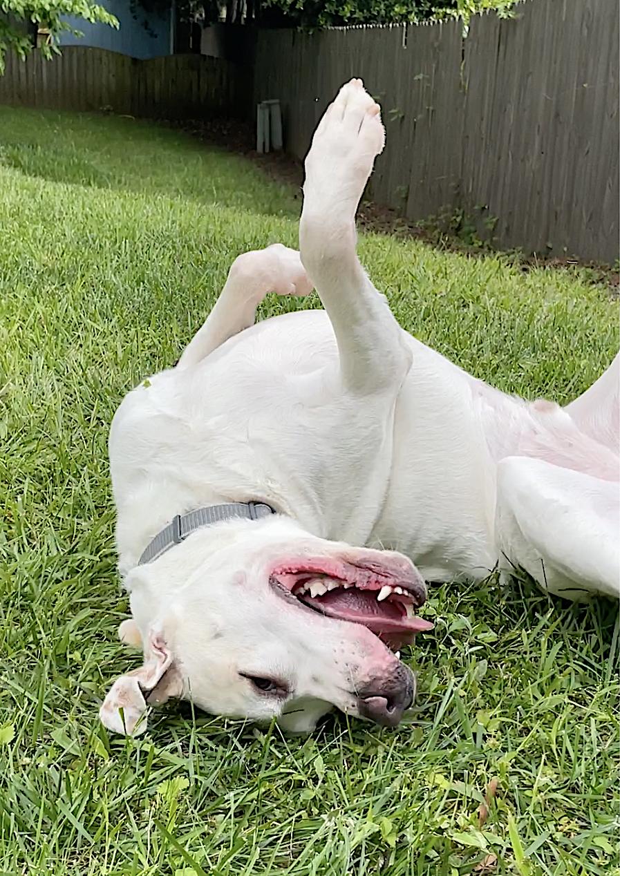 Enlarge Bucky, a Adopted mixed breed in Charlotte, NC image 6/6