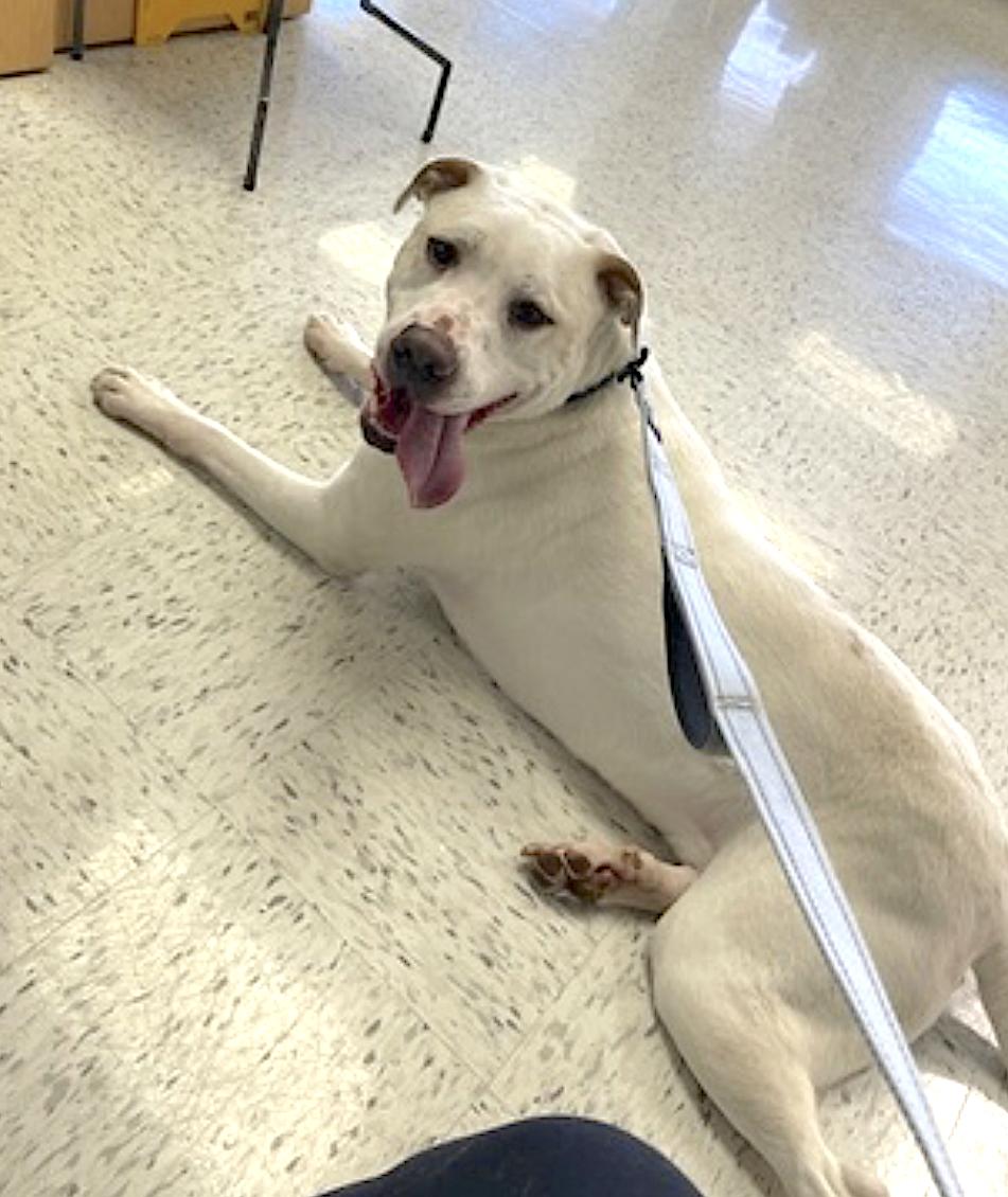 Enlarge Bucky, a Adopted mixed breed in Charlotte, NC image 5/6