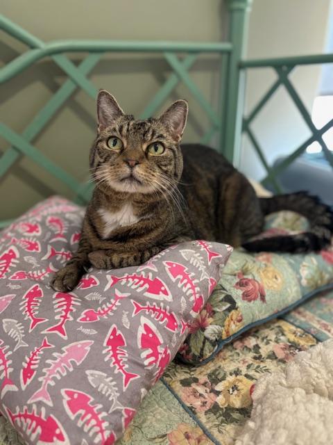 Smokey, Adoptable, Senior Male Tabby.