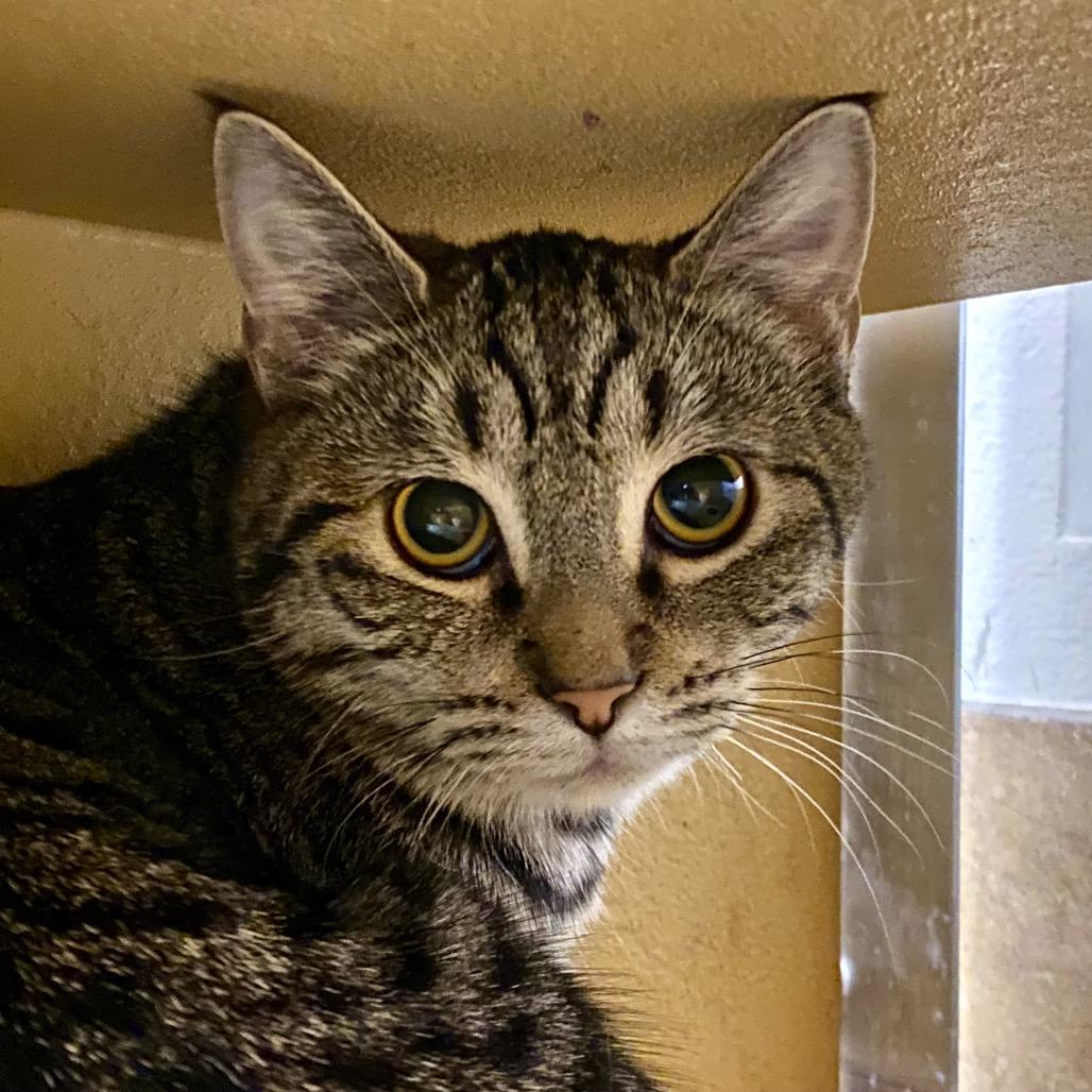 Floxie, Adoptable, Young Female Domestic Short Hair.